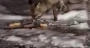 Aç kalan tilkiyi elleriyle besledi