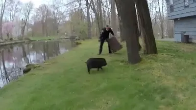 ABD’de polislerin yaban domuzu ile imtihanı böyle kaydedildi | VİDEO