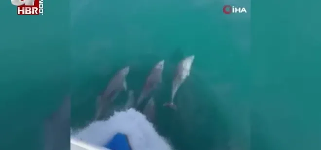 Yunusların dansı görsel şölen oluşturdu