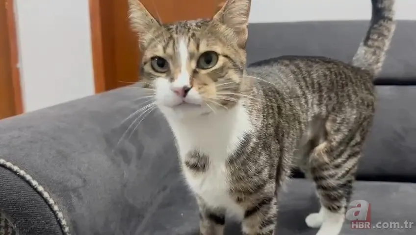 Kedinin midesindeki vantuz 4 yıl sonra fark edildi 6