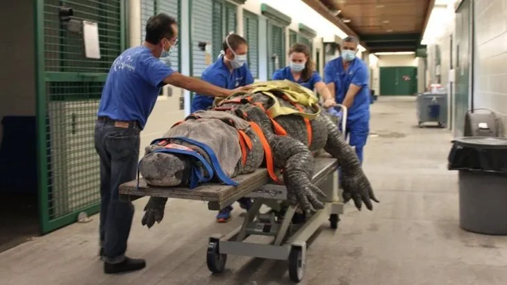 Yüzlerce kiloluk dev timsah tedavi edildi! Görüntüleri sosyal medyayı salladı