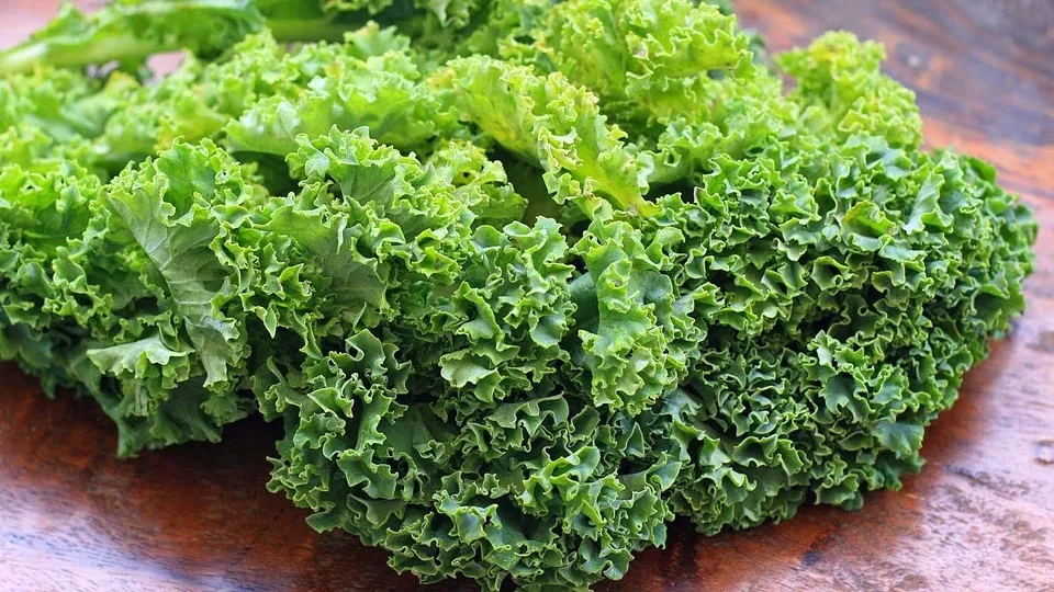 Kıvırcık salata tam bir şifa deposu çıktı
