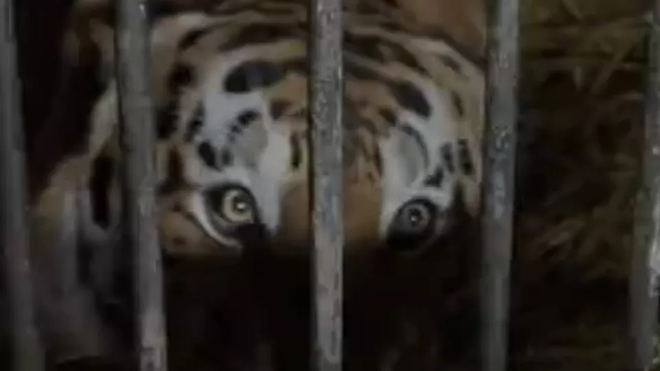 Şaşırtan kehanet! ABD’de başkanlık seçimini kim kazanacak? Donald Trump mı? Joe Biden mı? Bakın sonuç ne çıktı?