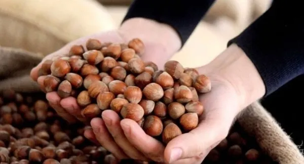 Fındık fiyatları 24 Nisan güncel liste! 🌰 Serbest piyasada FINDIK FİYATLARI kaç TL oldu? TMO, GİRESUN, FATSA...