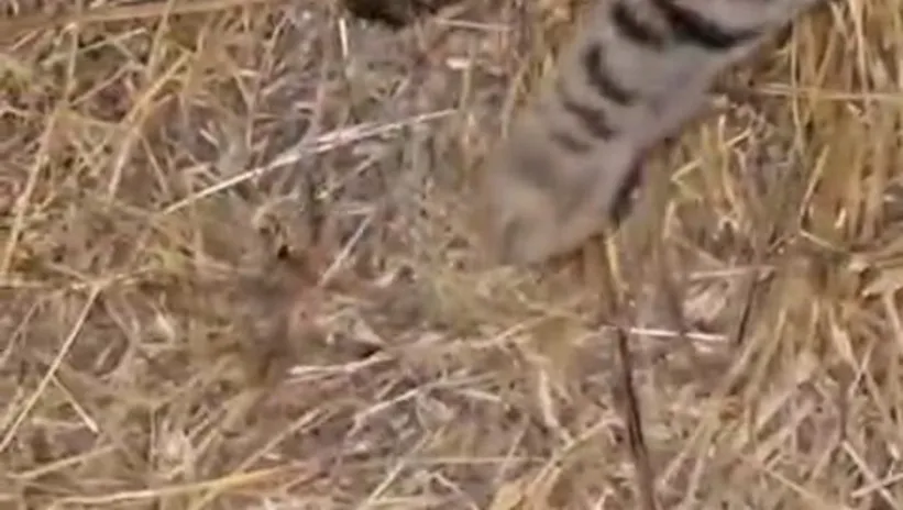 Zehirli örümceği mideye indirdi