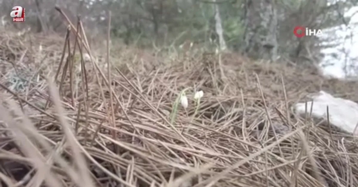 Kardelenler kar yokken çiçek açtı
