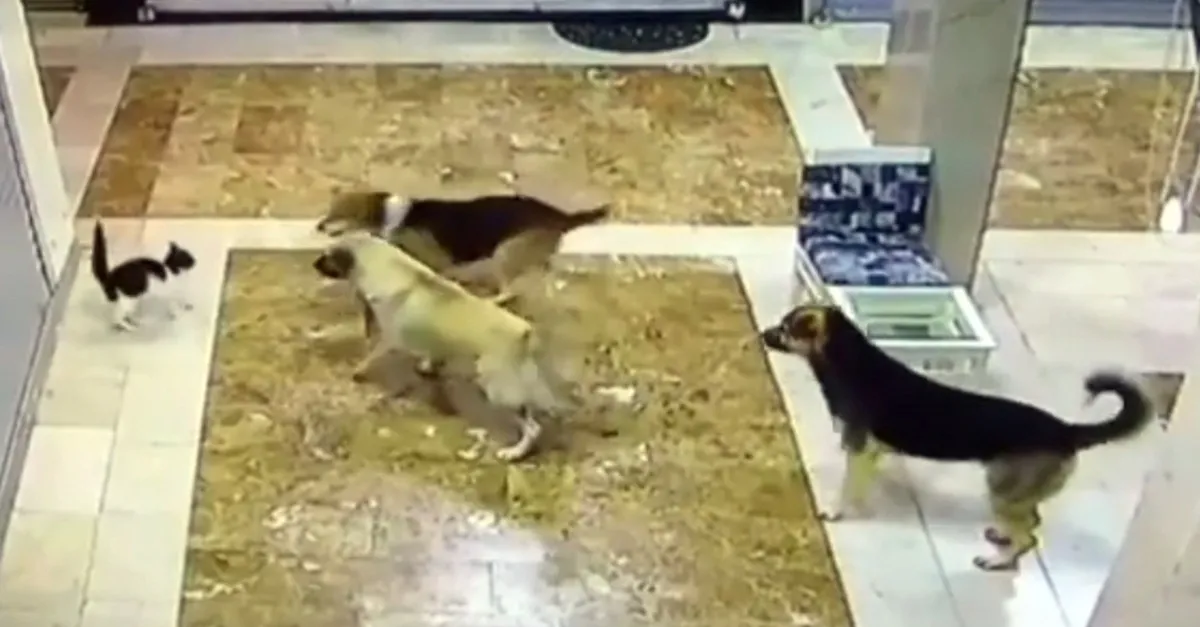 Köpekler hayatının hatasını yaptı! Yavrusuna saldıran 3 köpeği pişman etti