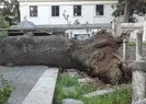 Asırlık ağaç aracın üzerine devrildi