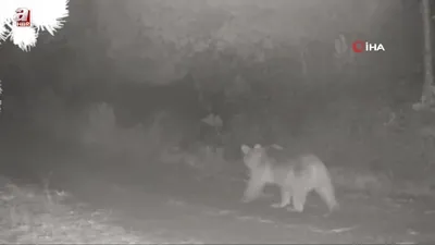 Anne ayı ve yavrusu fotokapanda