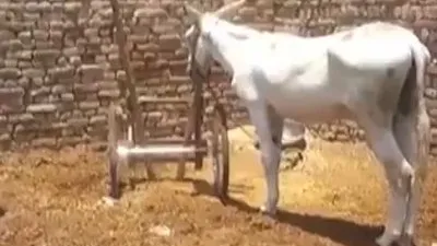Akılalmaz operasyon! Eşek gözaltında