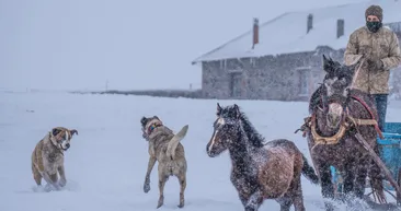 Görüntüler Alaska’dan değil TÜRKİYE’den! Atlı kızaklarla gezintiye çıktılar