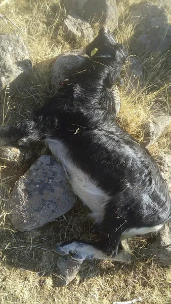 Elazığ'da ağıldan kaçan keçilere kurtlar saldırdı - 2