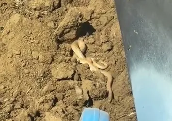 Havalar ısınınca ortaya çıktılar! Dansları böyle görüntülendi