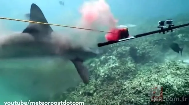 Sosyal medyayı sallayan köpek balığı deneyi yürekleri ağızlara getirdi! Okyanusa kan döküp bekledi ve... 8