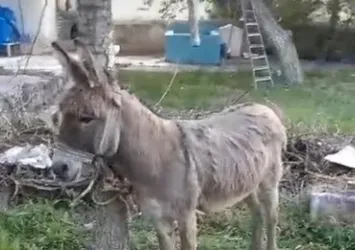 Yolda yürüyen kadını eşek ısırdı! Hastanelik oldu