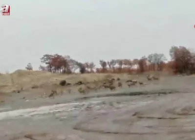 Dağ keçisi sürüsü böyle görüntülendi