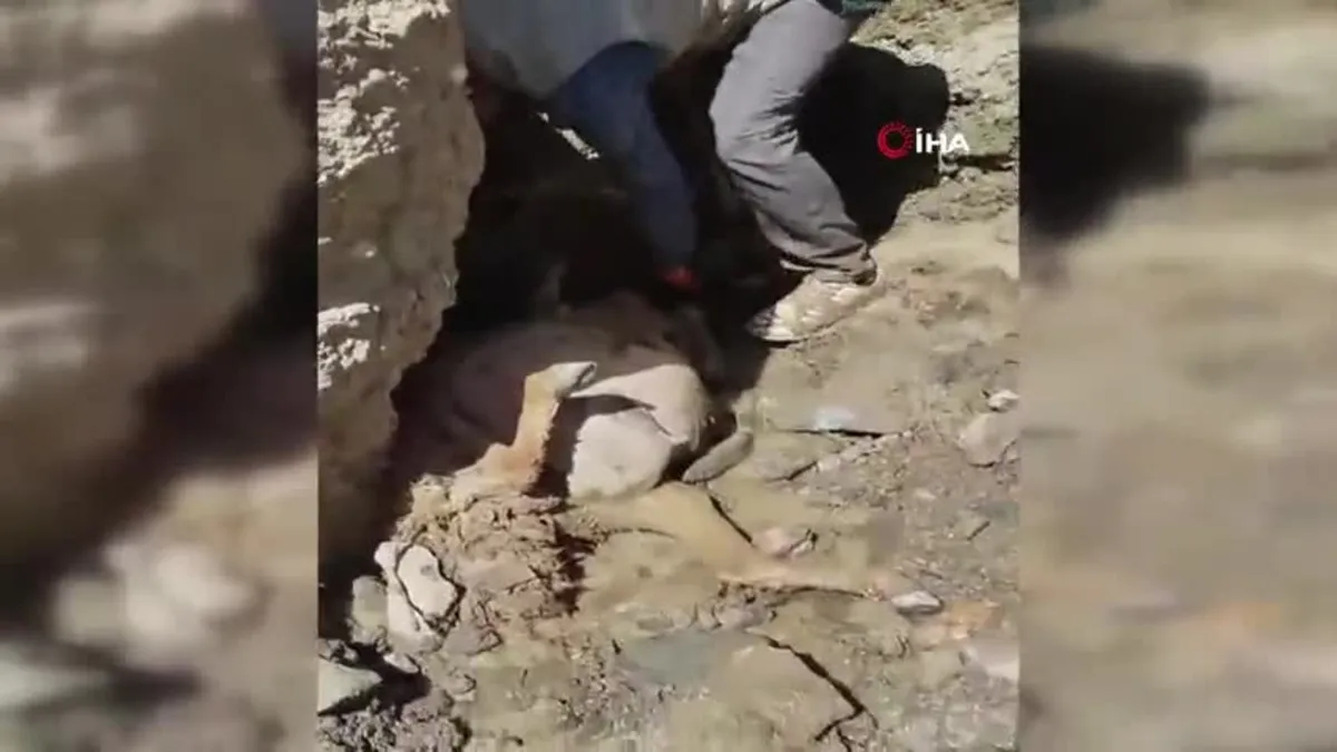 Başkale’de uçuruma atlayan 28 koyun telef oldu