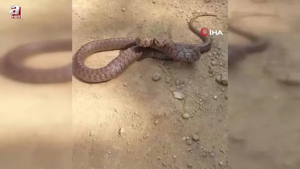 Kafkas yılanı kameraya böyle saldırdı