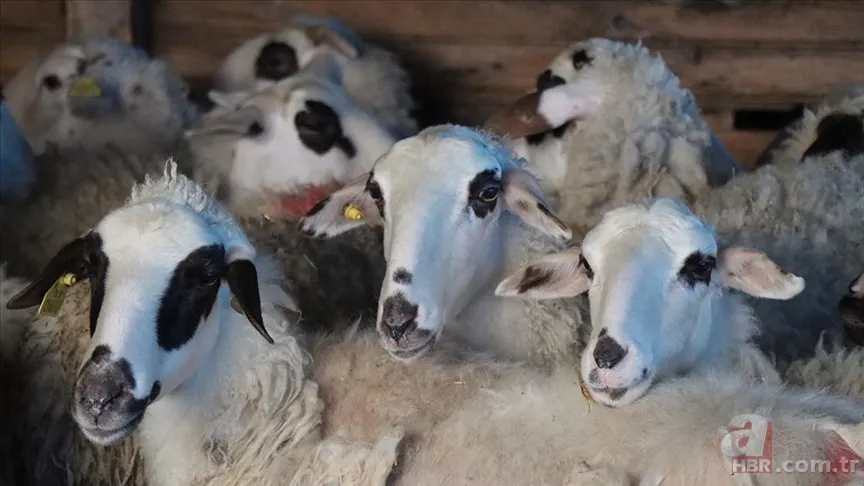 Şap hastalığı ne demek? Şap virüsü nedir? Hayvandan insana bulaşır mı, öldürür mü? Nasıl bulaşır, zararları neler? 9