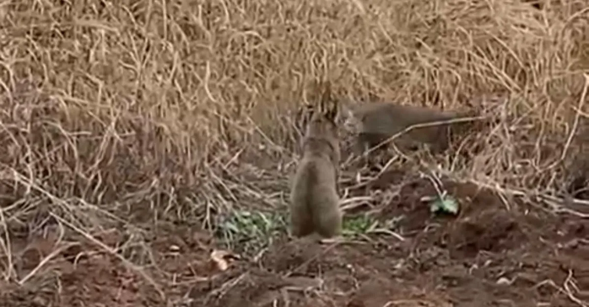 Nesli tükenmekte olan yaban kedisi Mardin'de görüldü