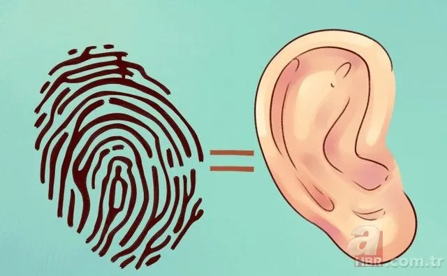 Kulak memesindeki çapraz çizgi ne işe yarar? 8