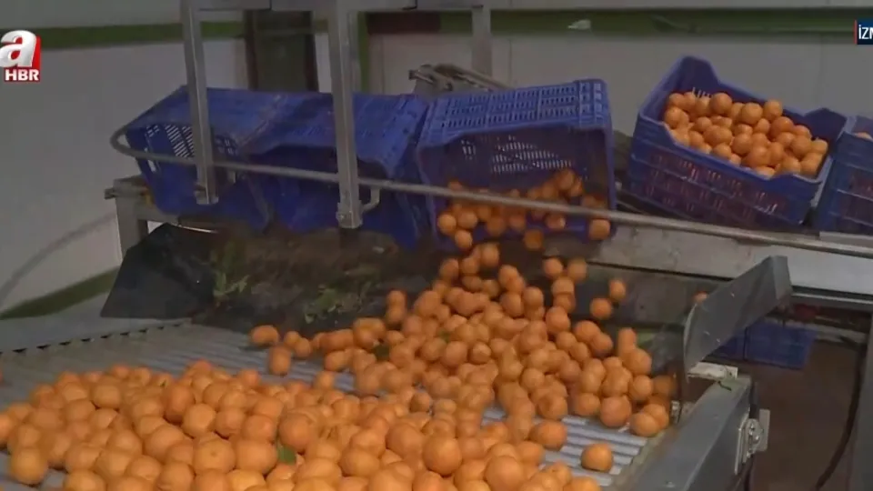 Ege’den dünyaya mandalina ihracatı