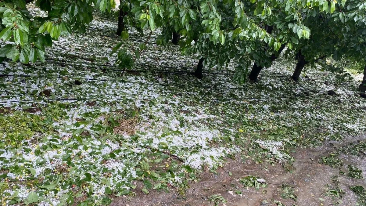 Iğdır'da dolu ve sel nedeniyle 10 bin dekar tarım arazisi zarar gördü