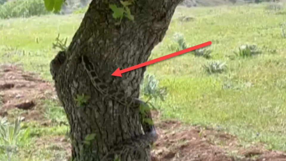 Gölgesine oturduğu ağacın altında dev yılanla karşılaştı