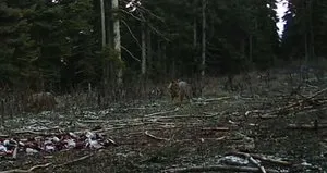 Yaban hayatı fotokapanlara yansıdı