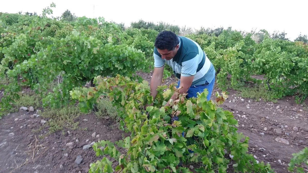 Kilosu 600 liradan alıcı buluyor! Malatya’da üzüm üreticisinin yüzü gülüyor