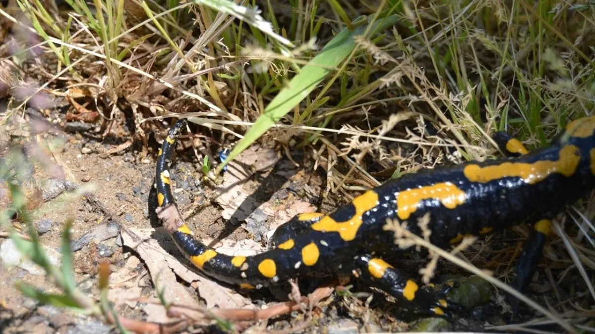 Bitlis'te görüldü! Nesli tehdit altında