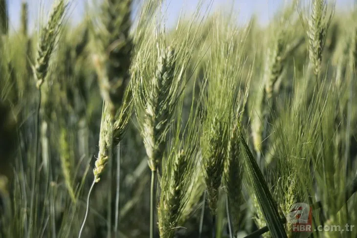 Arkeoloji kazılarında bulundu: 7 bin yıllık 3 kat daha fazla verimli buğday boy verdi! ’Buğday sorunu kalmayacak’🌾