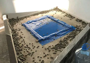 Türkiye'ye kaçak sokulmak istenen 2 bin 500 su kaplumbağası yakalandı