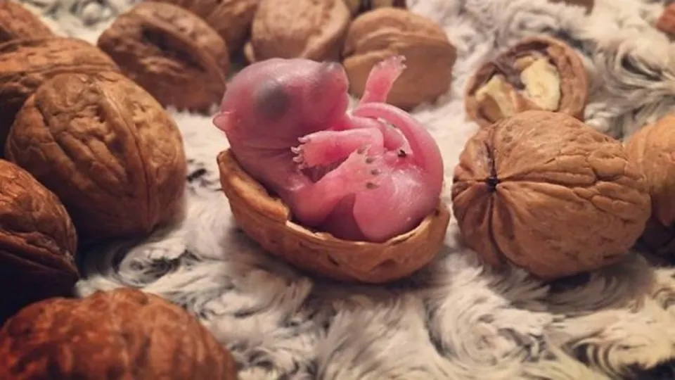 Yatakta bulup sahiplendirdiler! İşte son hali