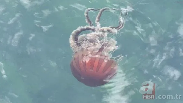 Marmara Denizi’nde yeni tehdit: Pusula Denizanası! Tüm canlıları etkiliyor