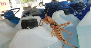 Görenleri hayrete düşürdü! Dev etçil...
