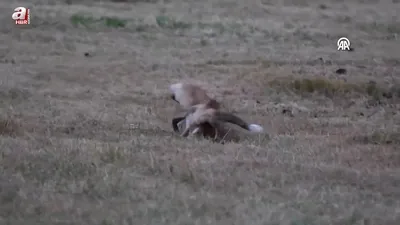 Kızıl tilki yavrularının oyunu görüntülendi