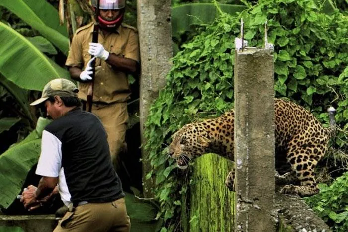 Kafesten kaçan leopar 6 kişiyi yaraladı