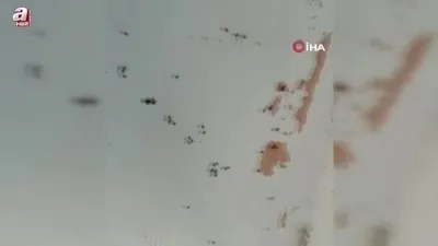 Gönen’de kara sinek istilası