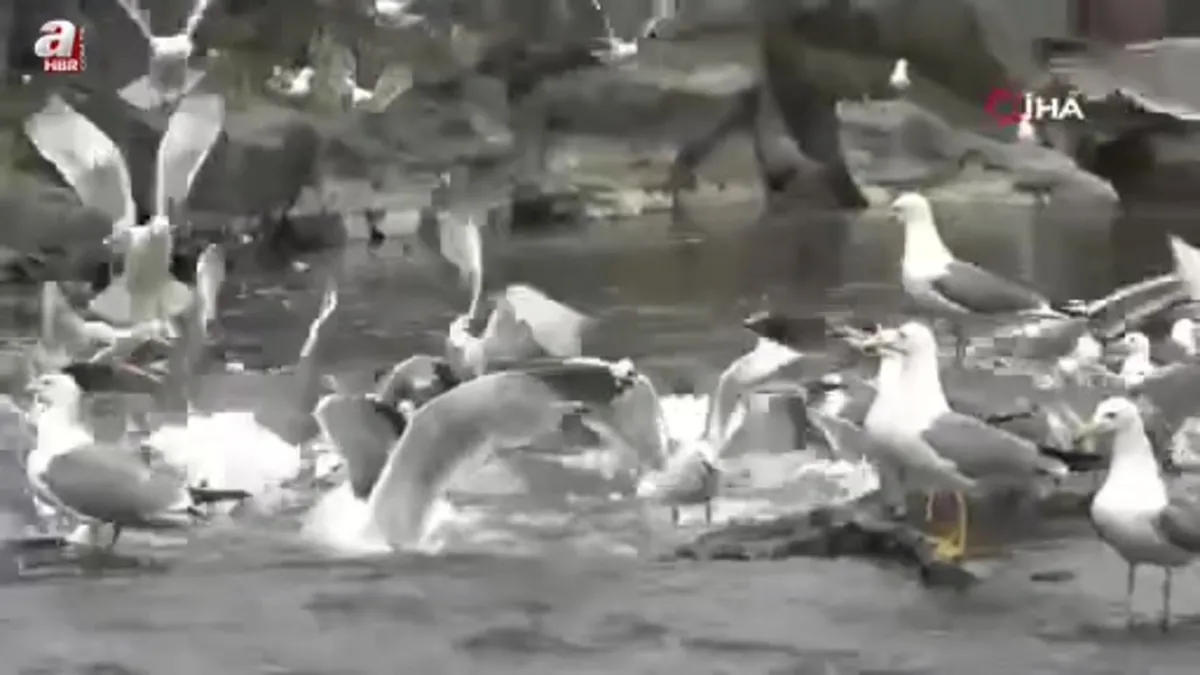 Martıların inci kefali avı