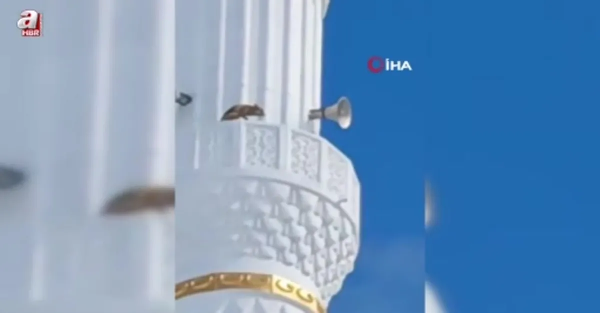 Minareye çıkan tilki hayrete düşürdü