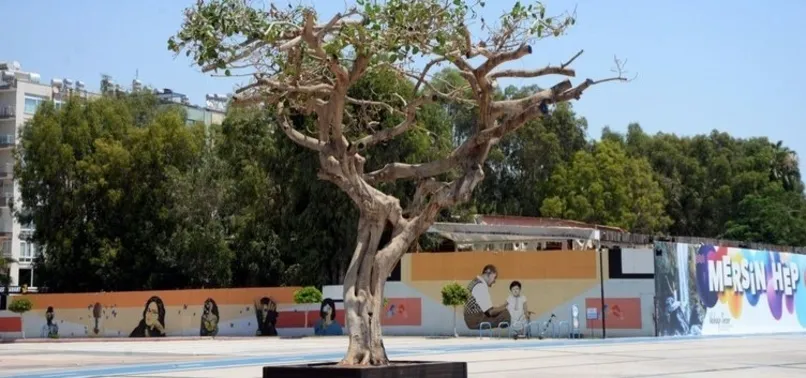 Mersin Özgecan Aslan Meydanı'ndaki ağacın kurutulması skandalında yeni gelişme! Savcılık ifadesi ortaya çıktı
