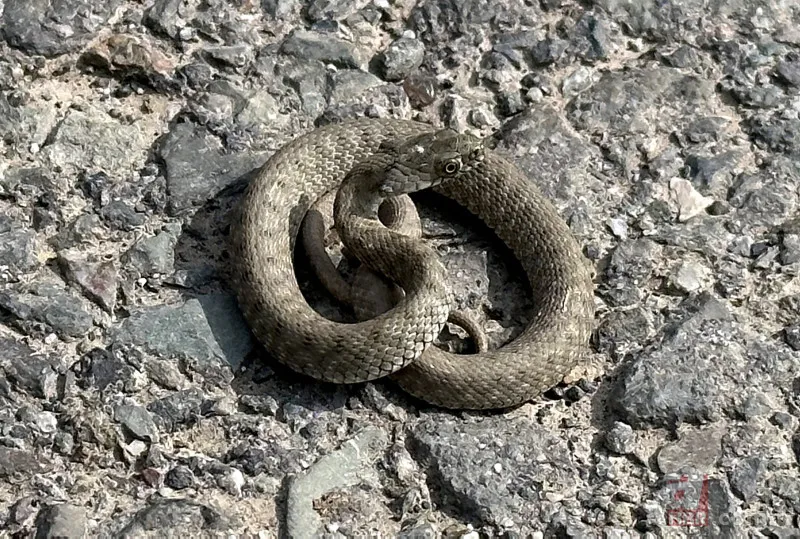Bu yılanı görünce arkanıza bakmadan kaçın! Muş, Hakkari, Bingöl, Diyarbakır, Malatya… Türkiye’nin dört bir yanında görüldü! Tek ısırığıyla… 11