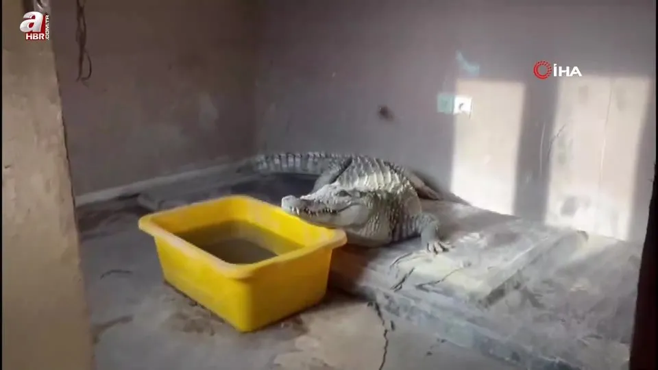 Egzotık hayvan kaçakçılığına büyük darbe! Şüphelinin evınde canlı hayvanlar ve tahnıtler bulundu