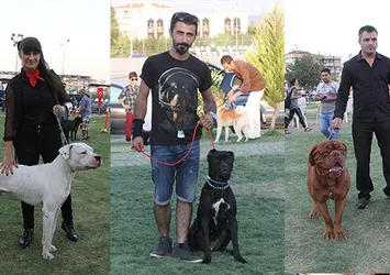 40 ırktan 300 köpek İzmir'de yarıştı