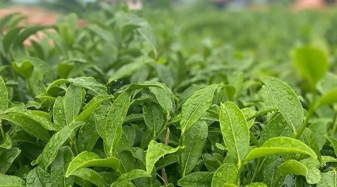 cay-ureticileri-dikkat-caykurdan-yas-cay-alimina-kontenjan-1720641459484.jpg Çay üreticileri dikkat! ÇAYKUR'dan yaş çay alımına kontenjan