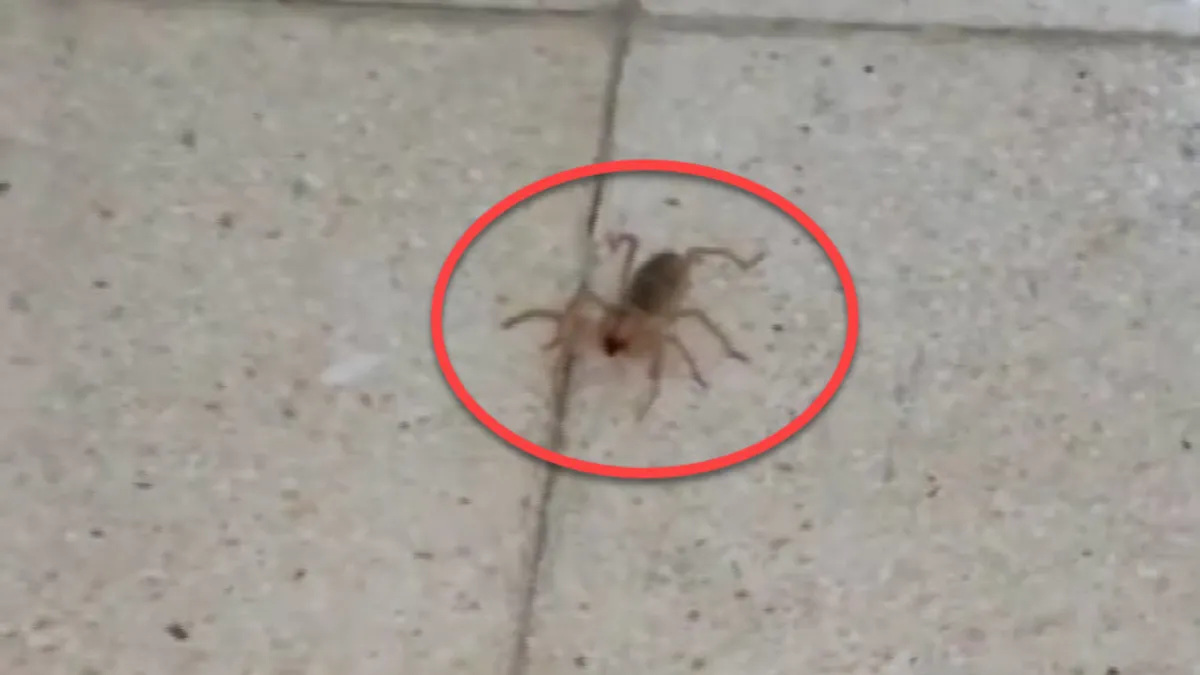 ❗Zehri bir insanı ölüme götürebiliyor❗O ilimizde ortaya çıktı