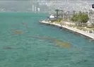 İzmir Körfezi can çekişiyor