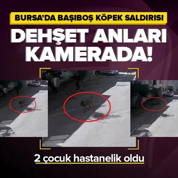 Bursa’da başıboş köpek dehşeti! 3 çocuğa saldırdı | O anlar kamerada