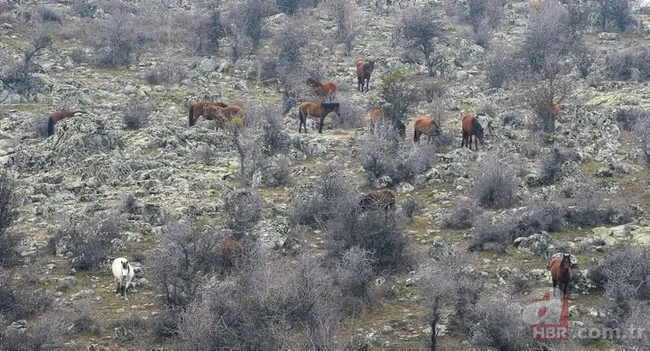 Murat Dağı’ndaki yılkı atlarının sayısı artıyor